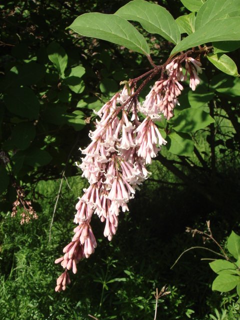 Syringa yunnanensis 'Rosea' fleur